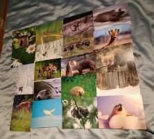 Luontokortteja kulkemattomia ** 95 kpl. Suuri osa Luonto-liiton julkaisuja