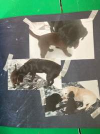 Perseilyn käsikirja -koirakirja