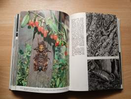 Maapallon hyönteiskuvasto