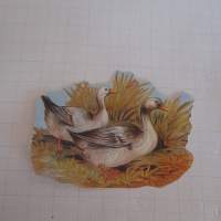 Kiiltokuva ankat   -vanhat kiiltokuvat 1980 luvulta