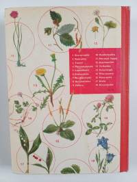 Koulu- ja retkeilykasvio (+liite)