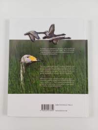 Hirsijärven kosteikoissa