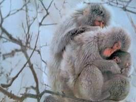 Kiehtova eläinmaailma