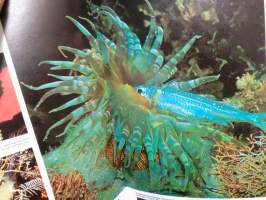 Kiehtova eläinmaailma