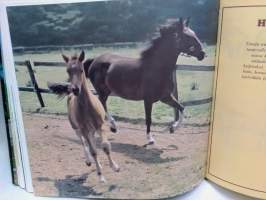 Hevosten ja ponien maailma : hevosen hoidon, koulutuksen ja ratsastuksen opas