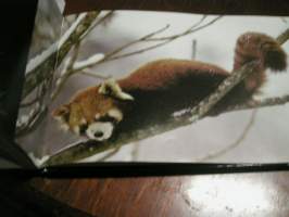 Panda : rakastettu ja uhanalainen