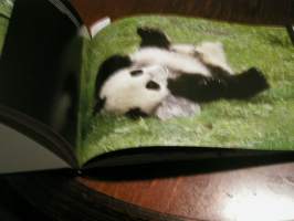 Panda : rakastettu ja uhanalainen