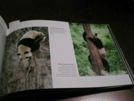 Panda : rakastettu ja uhanalainen