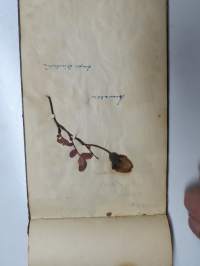 Muistokirja - Aune Heleena Ruuth (Suojaasto, Vehmaa) -muistokirja kiiltokuvineen ja  teksteineen vv. 1919-1923, runsaasti kiiltokuvia, kaikki näkyvät kohteen kuvista