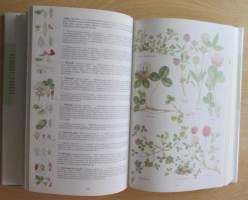 Otavan kasvitieto : yli 2400 Euroopan kasvilajia