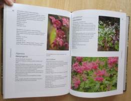 Varjokasvit : runsautta ja hehkua puutarhaan