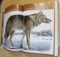 Korven kultainen kuningas : Pedot ja turkiseläimet veljekset von Wrightin ja aikalaisten kuvaamina