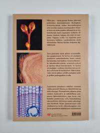 Mikä puu - mistä puusta