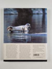 Hyle : Saimaan oma norppa