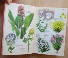 Koristekukkien kauneimmat - Perennat värikuvina