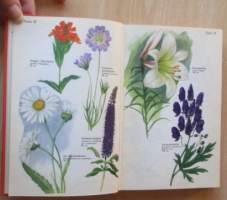 Koristekukkien kauneimmat - Perennat värikuvina