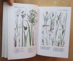 Uusi värikuvakasvio