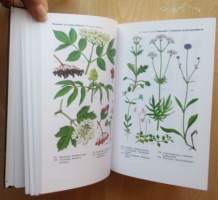 Uusi värikuvakasvio