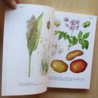 Hyötykasvit värikuvina