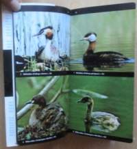 Linturetkiopas - Euroopan linnut värikuvina