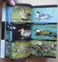 Linturetkiopas - Euroopan linnut värikuvina