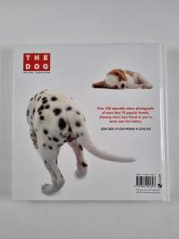 The Dog - Artlist Collection