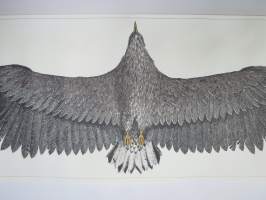 Merikotka - Havsörn - White-tailed Eagle - Haliaetus albicilla / Erik Bruun 1974 -alkuperäinen juliste
