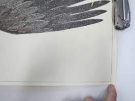 Merikotka - Havsörn - White-tailed Eagle - Haliaetus albicilla / Erik Bruun 1974 -alkuperäinen juliste