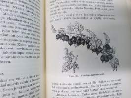 Hedelmän - ja marjanviljelys avomaalla