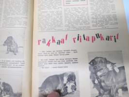 Apu 1954 nr 28, Sortin sakki, 5 tuntia elokuvateatterin vahtimestarina, Murheellinen monimiljoonikko ollut jo 9 vaimoa, Terra sci-fi sarjakuva, Tappaja saa tehtävän
