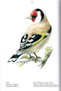 Linnut Birds -Kuvan tekeminen, creating art