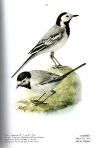 Linnut Birds -Kuvan tekeminen, creating art