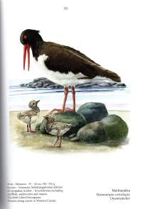 Linnut Birds -Kuvan tekeminen, creating art