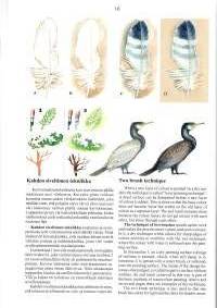 Linnut Birds -Kuvan tekeminen, creating art
