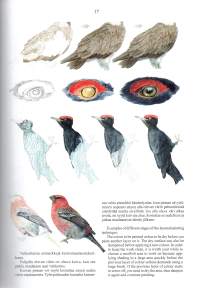 Linnut Birds -Kuvan tekeminen, creating art
