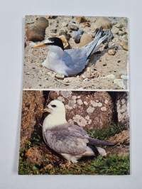 Birds of the Coast - Sea Birds