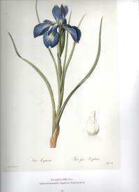 Kauneimmat kukat : Pierre-Joseph Redoutén maalauksina = De vackraste blommorna målade av Pierre-Joseph Redouté = The Book of Flowers. Numeroitu 1236/1500