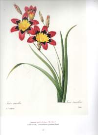 Kauneimmat kukat : Pierre-Joseph Redoutén maalauksina = De vackraste blommorna målade av Pierre-Joseph Redouté = The Book of Flowers. Numeroitu 1236/1500
