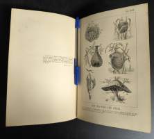 Kosmos, Bibel der Natur