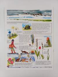 A short natural history of Ireland