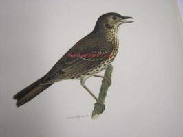 Turdus musicus, laulurastas?, Shrike, sångtrast -painokuva Svenska fåglar