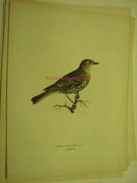 Turdus viscivorus, kulorastas, Mistle Thrush, Dubbeltrast -painokuva Svenska fåglar