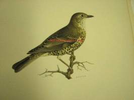 Turdus viscivorus, kulorastas, Mistle Thrush, Dubbeltrast -painokuva Svenska fåglar