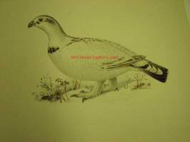 Tetrao urogallus, metso, uros talvella  Western Capercaillie, Riptjäder -painokuva Svenska fåglar