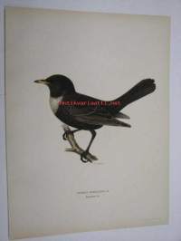 Turdus torquatus, sepelrastas, Ring Ouzel, ringtrast -painokuva Svenska fåglar