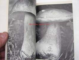 Sienestäjän kirja