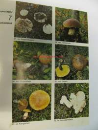 Sienet ja sieniherkut