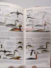 Lintuopas