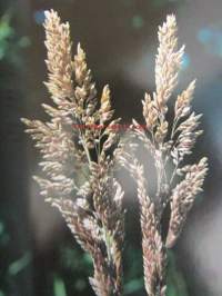 Luomakunta