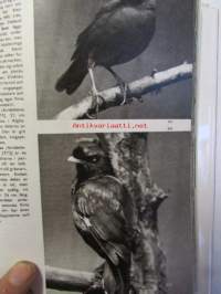 Den Stora Fågelboken